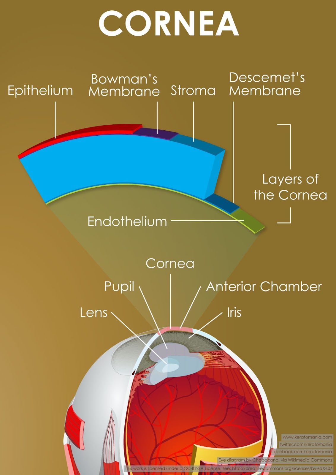 image-708662-Corneal-Layers_of_the_cornea-1.jpg